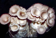 Mushroom and Spawn for Sale