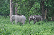 Get an Ecofriendly Winter Package for Dooars Jungle Tour