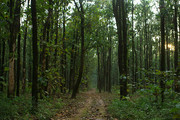 Enjoy with Beauty of Nature at Raimatang Forest,  Dooars