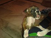 Variety mixtures of Pedigree BoxerPuppies for sale.