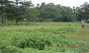 3+ Bigha Land Available For Sale at Alipurduar