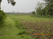 3+ Bigha of Land Near to Alipurduar