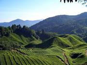 Beautiful Tea Garden Sale in North Bengal at Nominal Prices