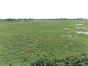 7 Bigha Commercial Land in Siliguri