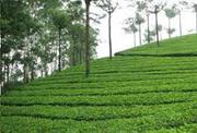 Beautiful Tea Garden at North Bengal