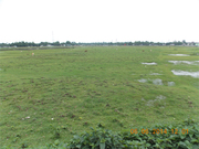 Freehold land near Alipurduar is on sale