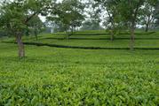 Exquisite Tea Garden at North Bengal for Sale