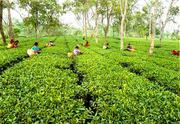 Beautiful North Bengal Tea Garden on Sale