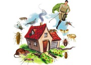 Pest Control Services in Kolkata