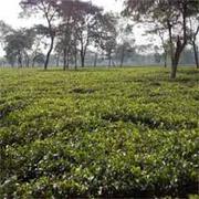 Tea Garden Industry in West Bengal