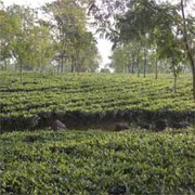 Tea Garden in Reasonable Cost at Darjeeling & Dooars