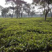 Tea Garden Industry of West Bengal