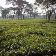 Tea Garden in Reasonable Cost