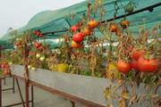 XeFarm Rooftop Organic Farming - Agriculture,  forestry