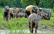 Enjoy with Wildlife Sanctuary and Elephant Ride at Dooars Forest