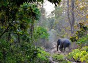Adventure of Jungle Safari Trip at Lataguri